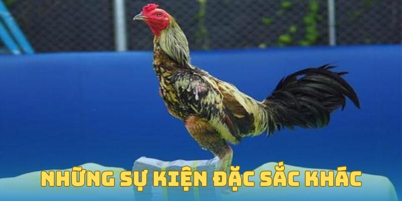 Những sự kiện đặc sắc khác
